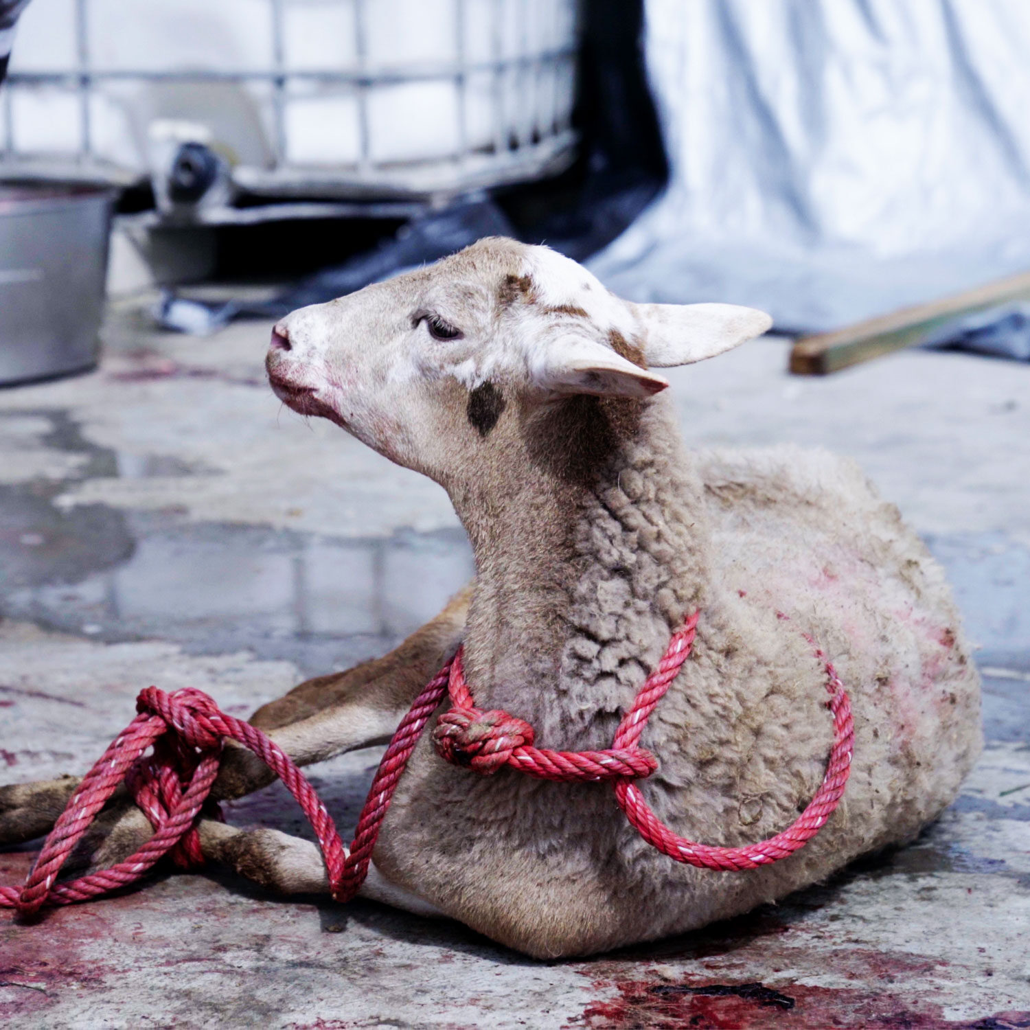 lamb on bloody slaughterhouse floor