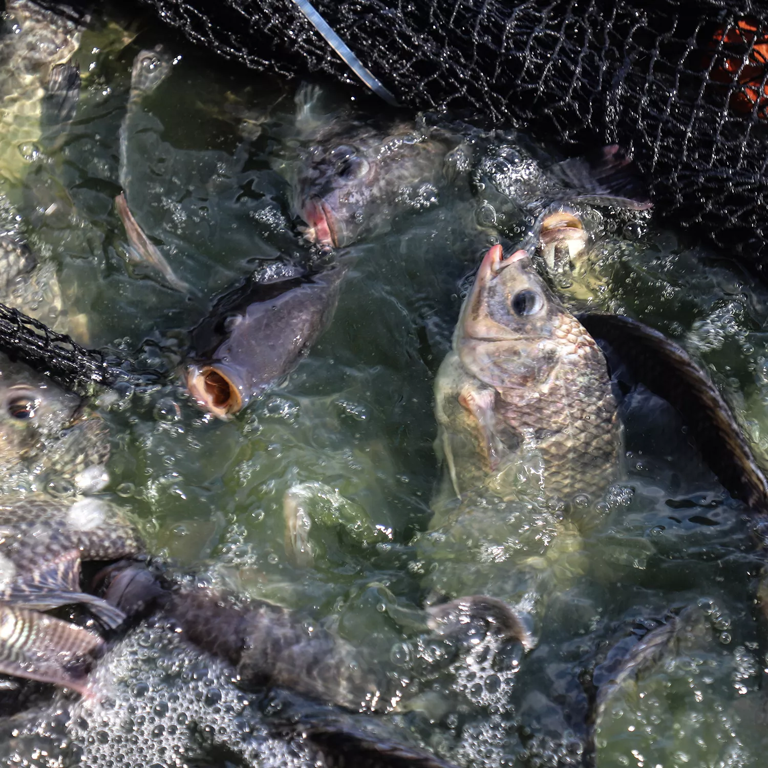 Crueldad y problemas de salubridad son la norma en las granjas de peces en México