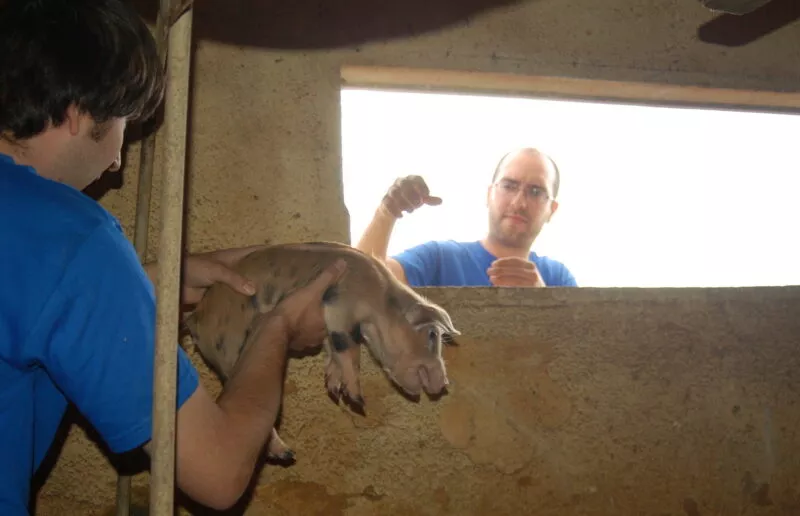 Javier Moreno, Fundador de Igualdad Animal, rescata a una cría de cerdo de una granja. Es un rescate abierto, sin tapar su cara. 
