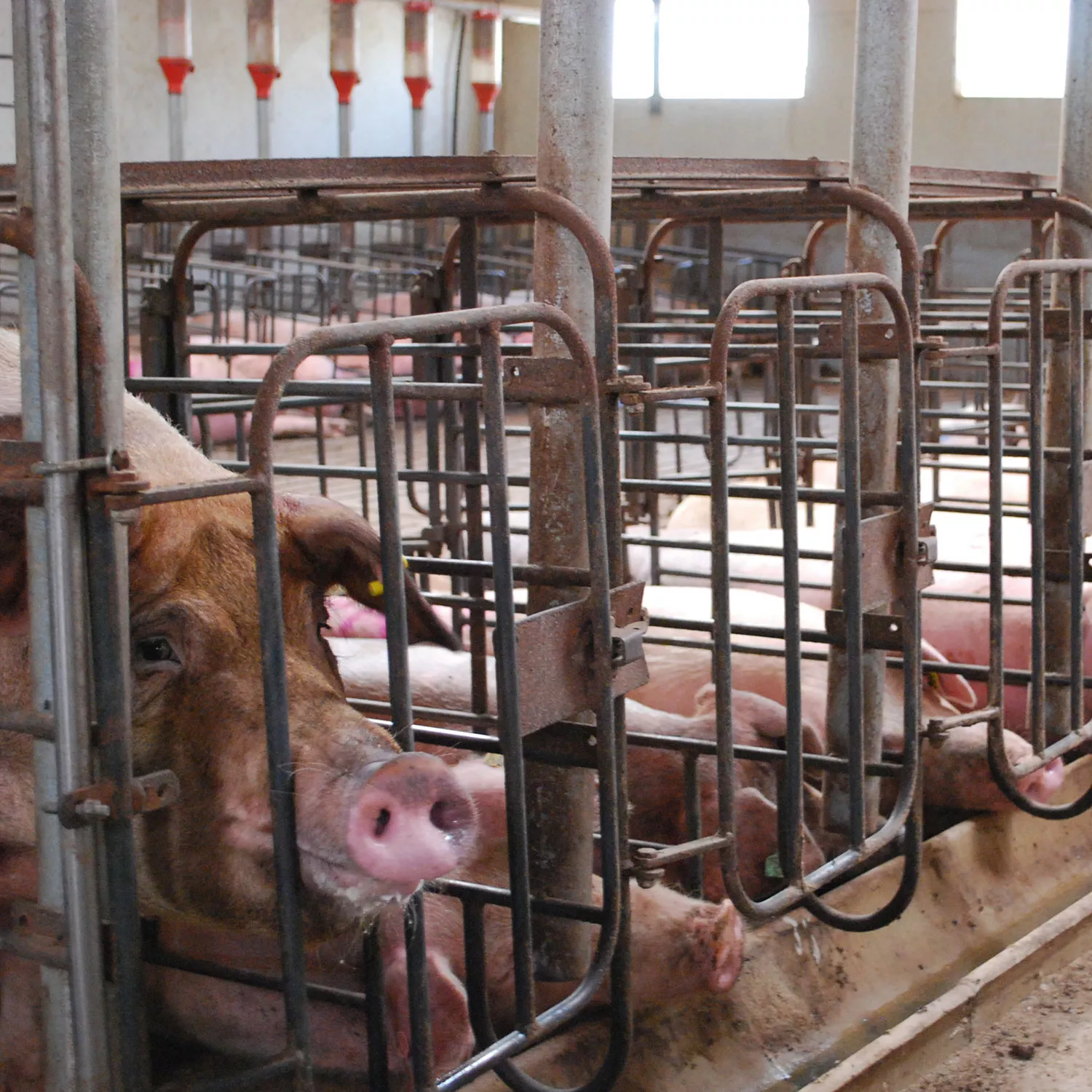 Igualdad Animal denuncia el “ruido” generado por el lobby cárnico español, que intenta impedir el debate sobre la ganadería industrial y el consumo de carne