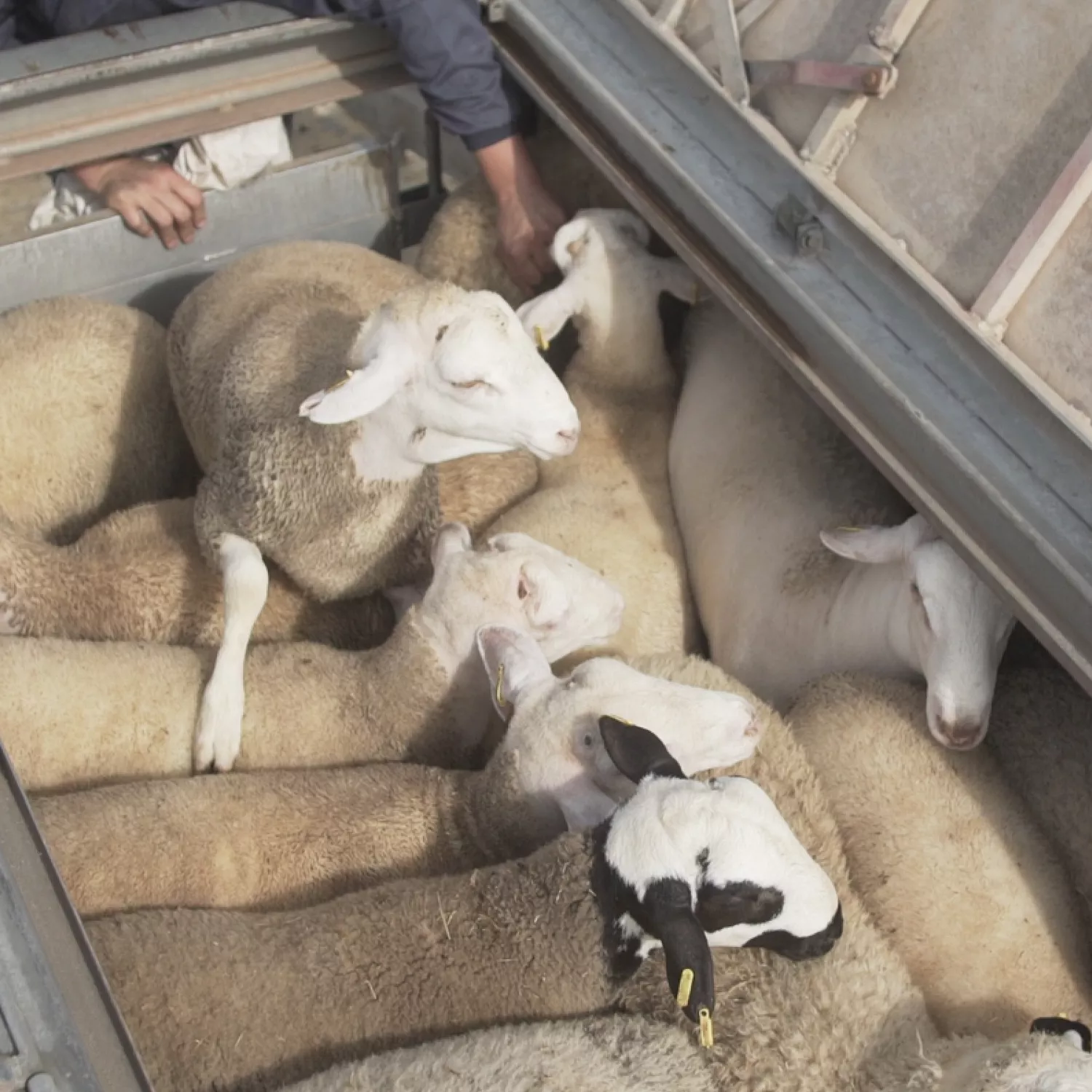 Votación decepcionante en el Parlamento Europeo sobre el transporte de animales vivos