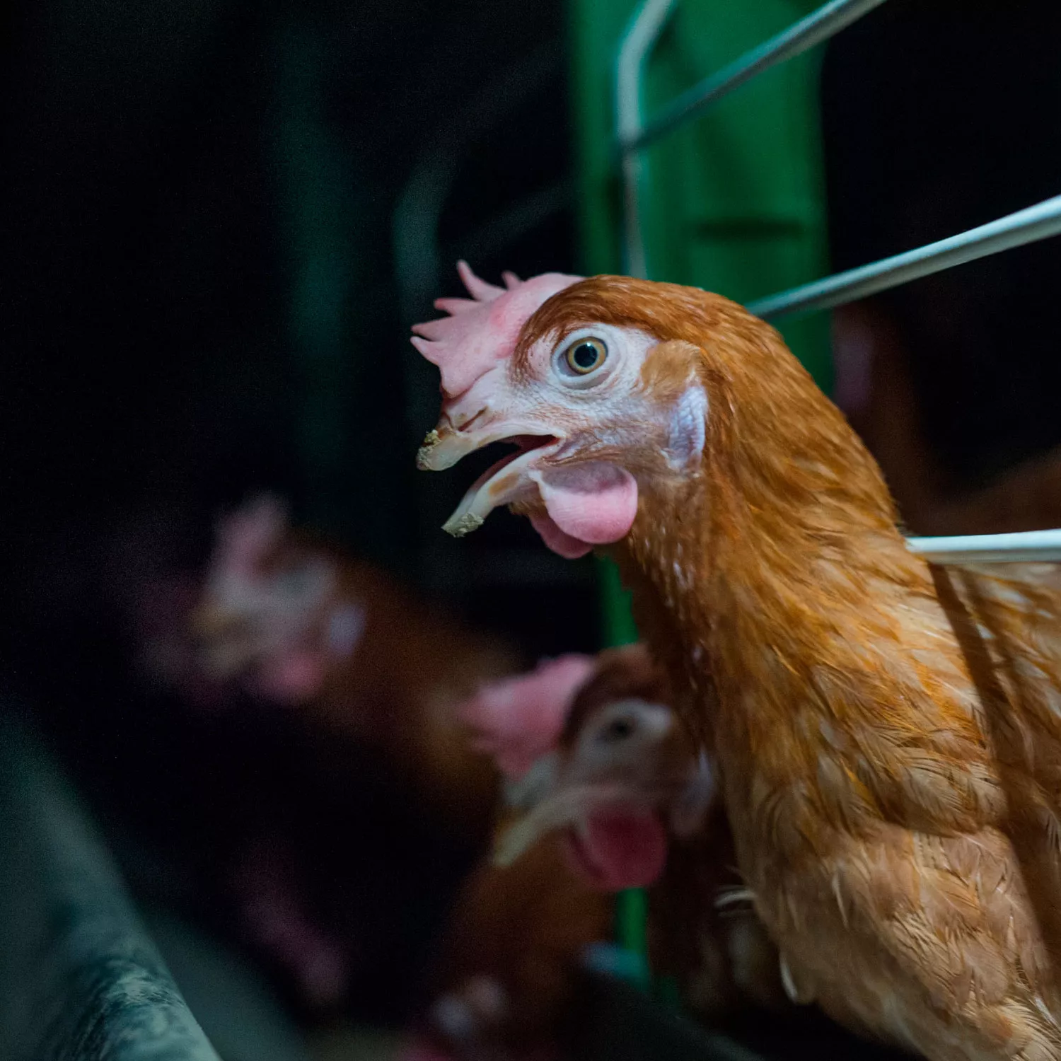 El mercado español contra los huevos de gallinas enjauladas