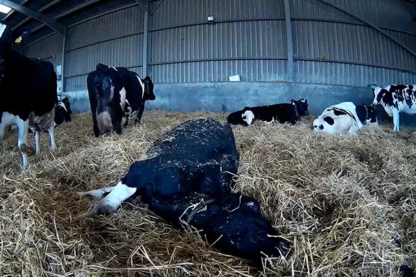 vaca enferma tumbada en el suelo sin recibir atención