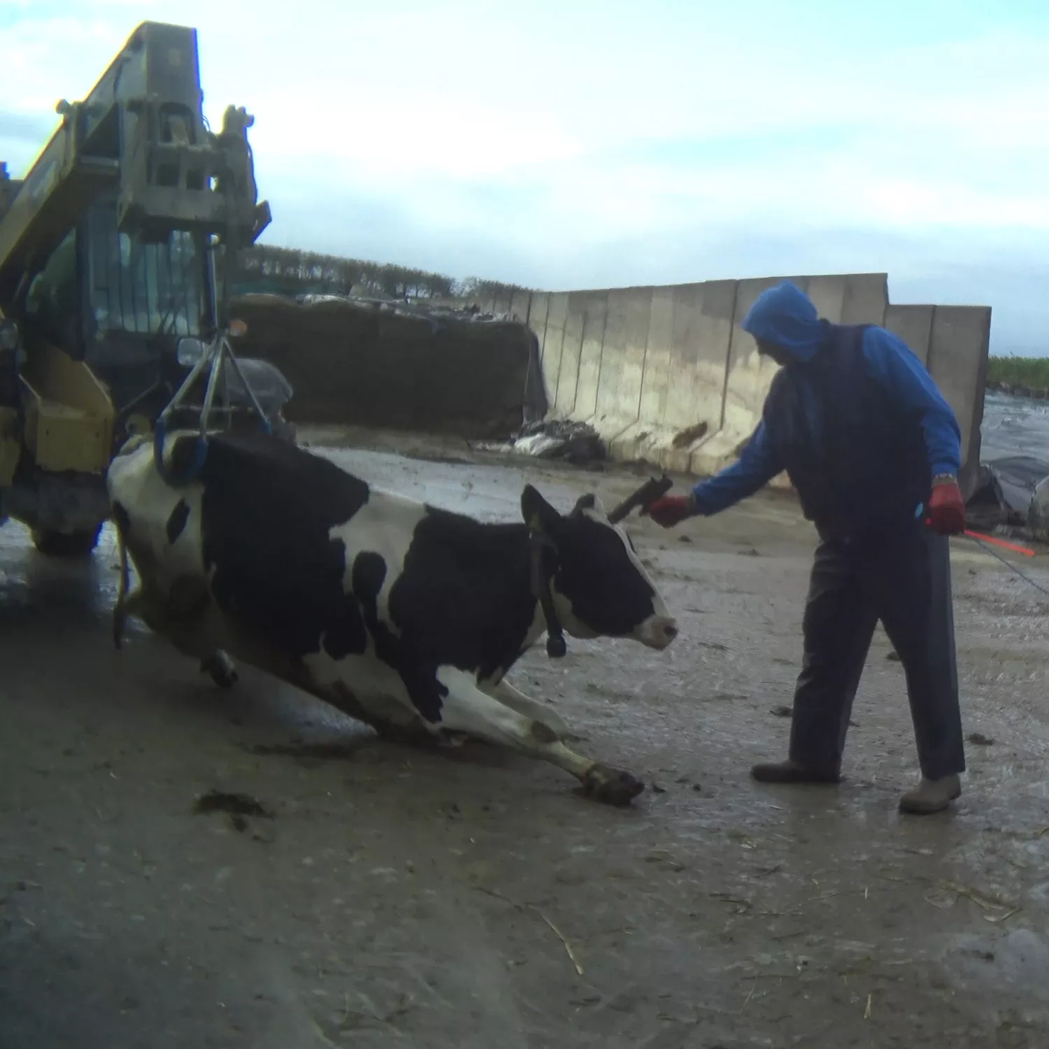 Violencia y negligencia en granja lechera vinculada a proveedores de Costa y British Airways