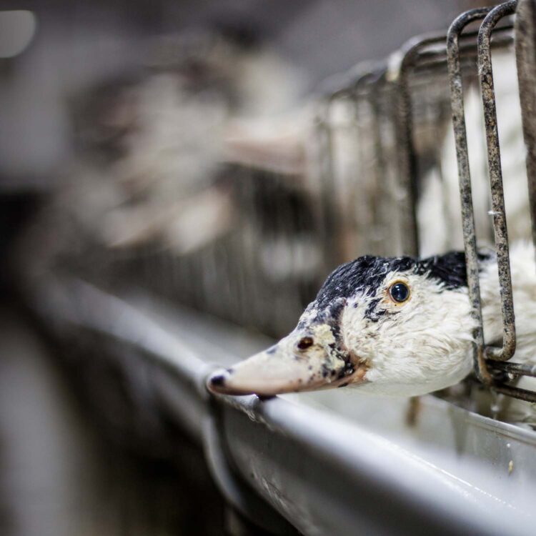 ¿Qué es el Foie Gras? Igualdad Animal