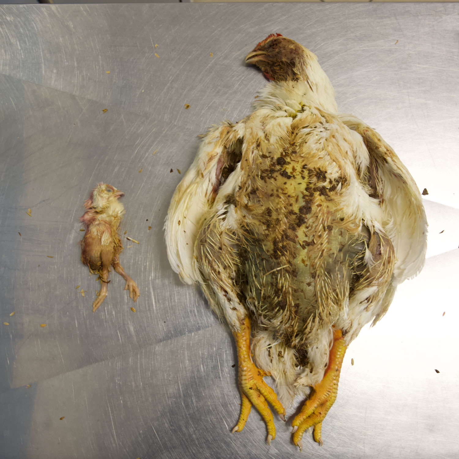 La selección genética de los pollos broiler es incompatible con el bienestar