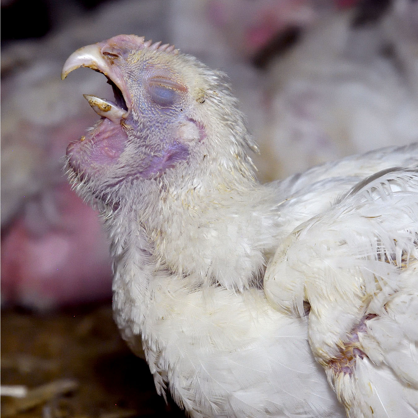Qué es un pollo broiler? | Igualdad Animal