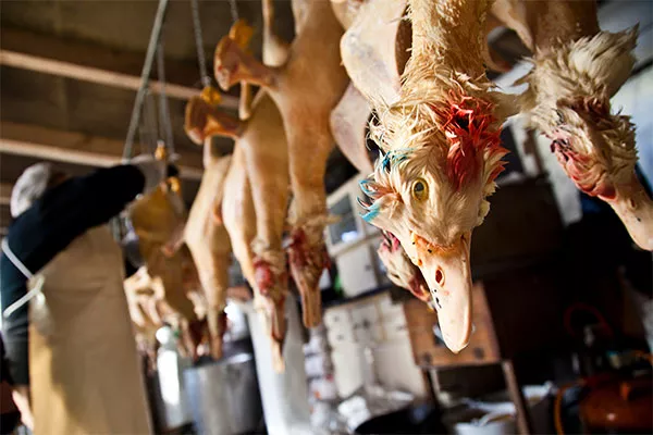 ENTREVISTA: La investigación que cambió la percepción sobre el foie gras 9