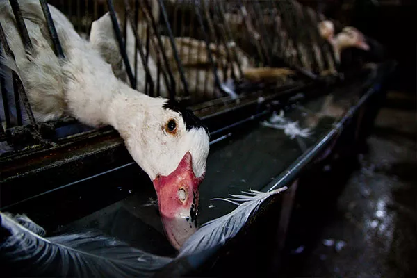 ENTREVISTA: La investigación que cambió la percepción sobre el foie gras 5