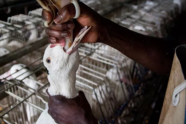 ENTREVISTA: La investigación que cambió la percepción sobre el foie gras 6
