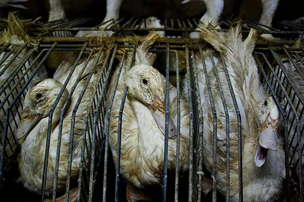 ENTREVISTA: La investigación que cambió la percepción sobre el foie gras 4