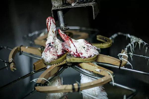 ENTREVISTA: La investigación que cambió la percepción sobre el foie gras 7