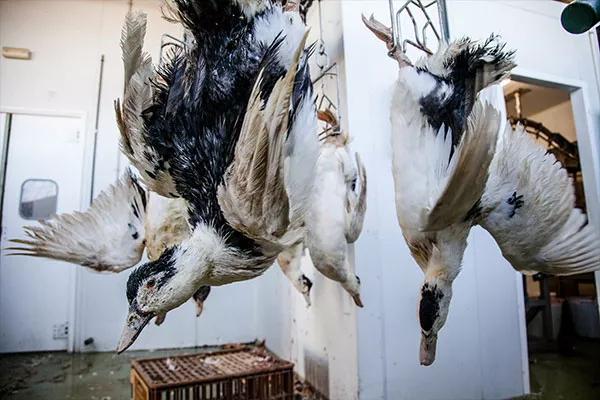 ENTREVISTA: La investigación que cambió la percepción sobre el foie gras 8