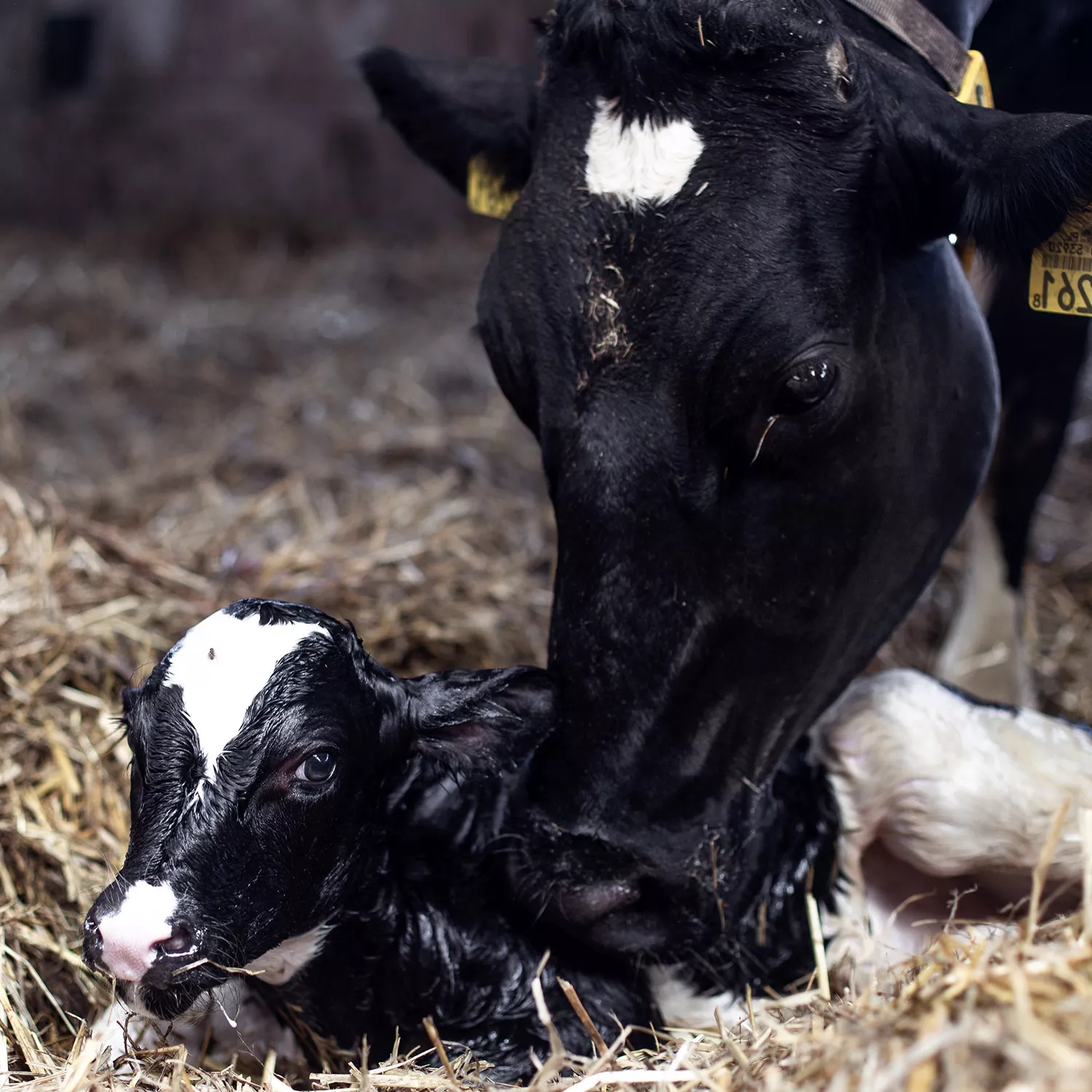 Las vacas lecheras no existen