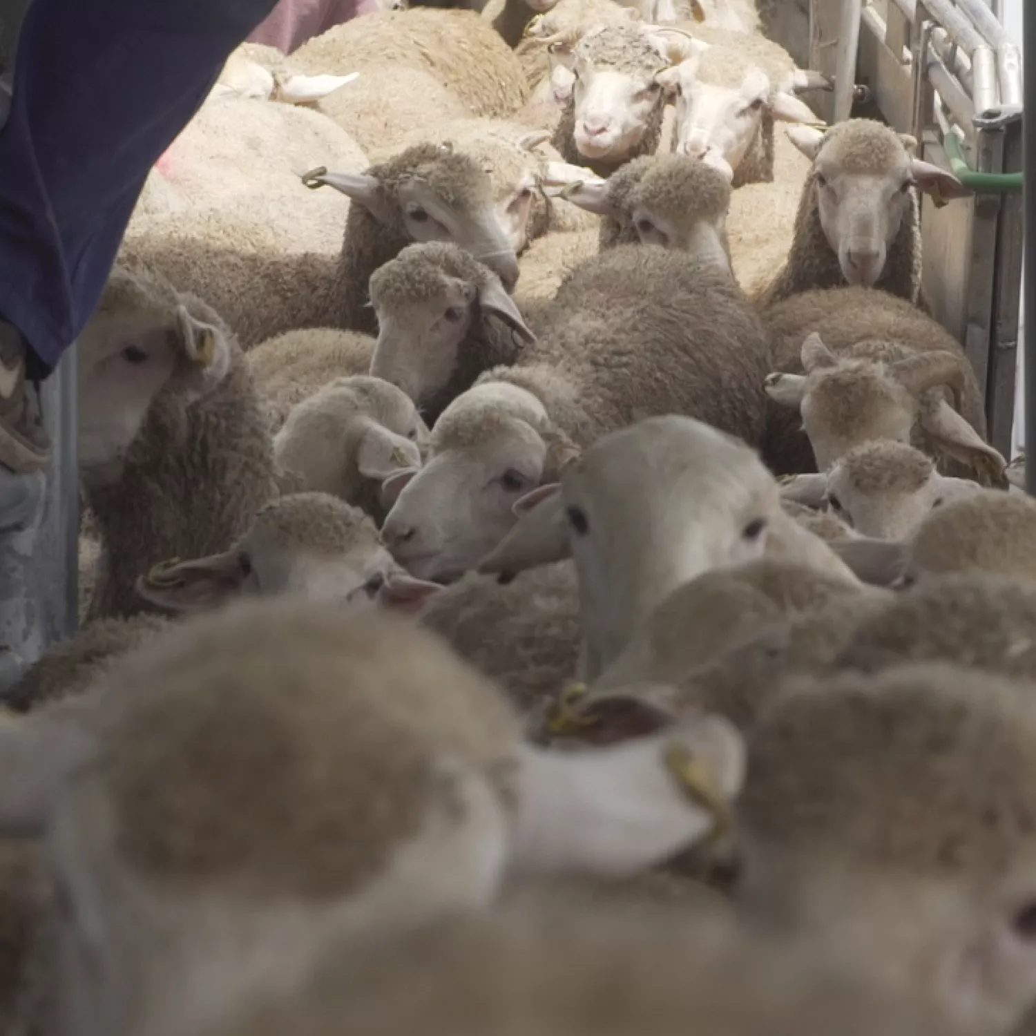 Ovejas blancas en transporte de animales vivos a oriente que están hacinadas