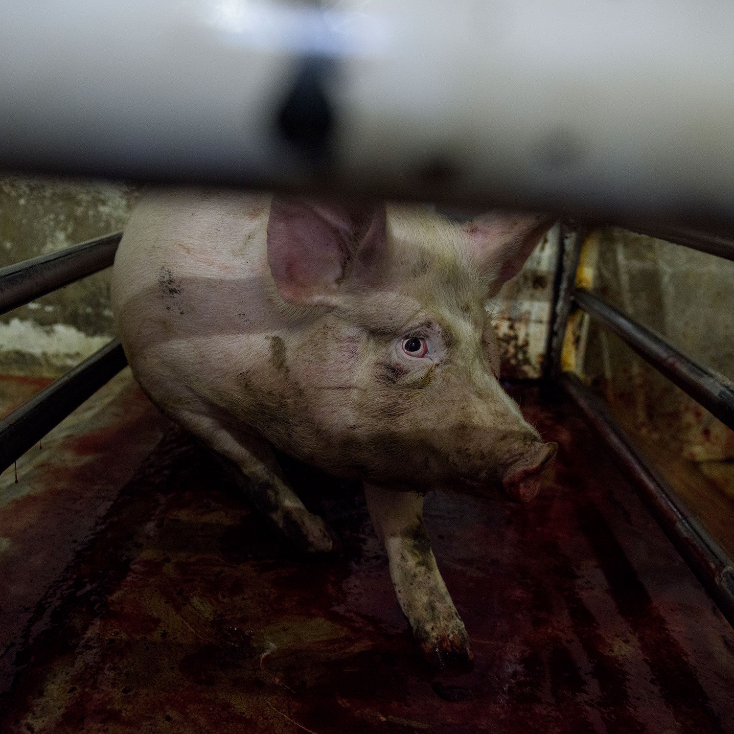 cerdo espera a ser sacrificado en un matadero