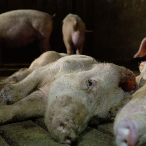 Cerdo acostado en el suelo visiblemente enfermo en la granja investigada por Salvados e Igualdad Animal