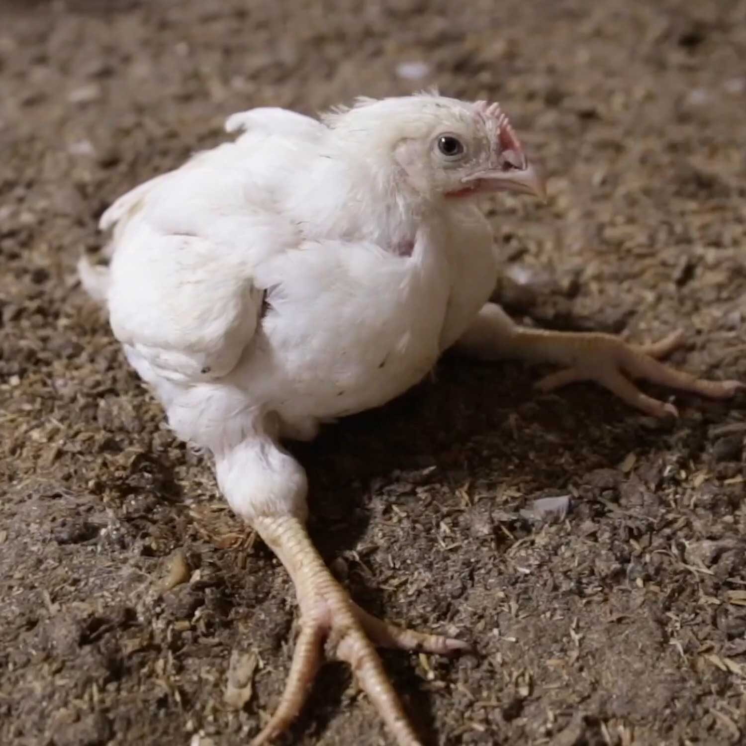Igualdad Animal pide a Europa poner fin a la cría de “pollos de engorde” de  crecimiento rápido