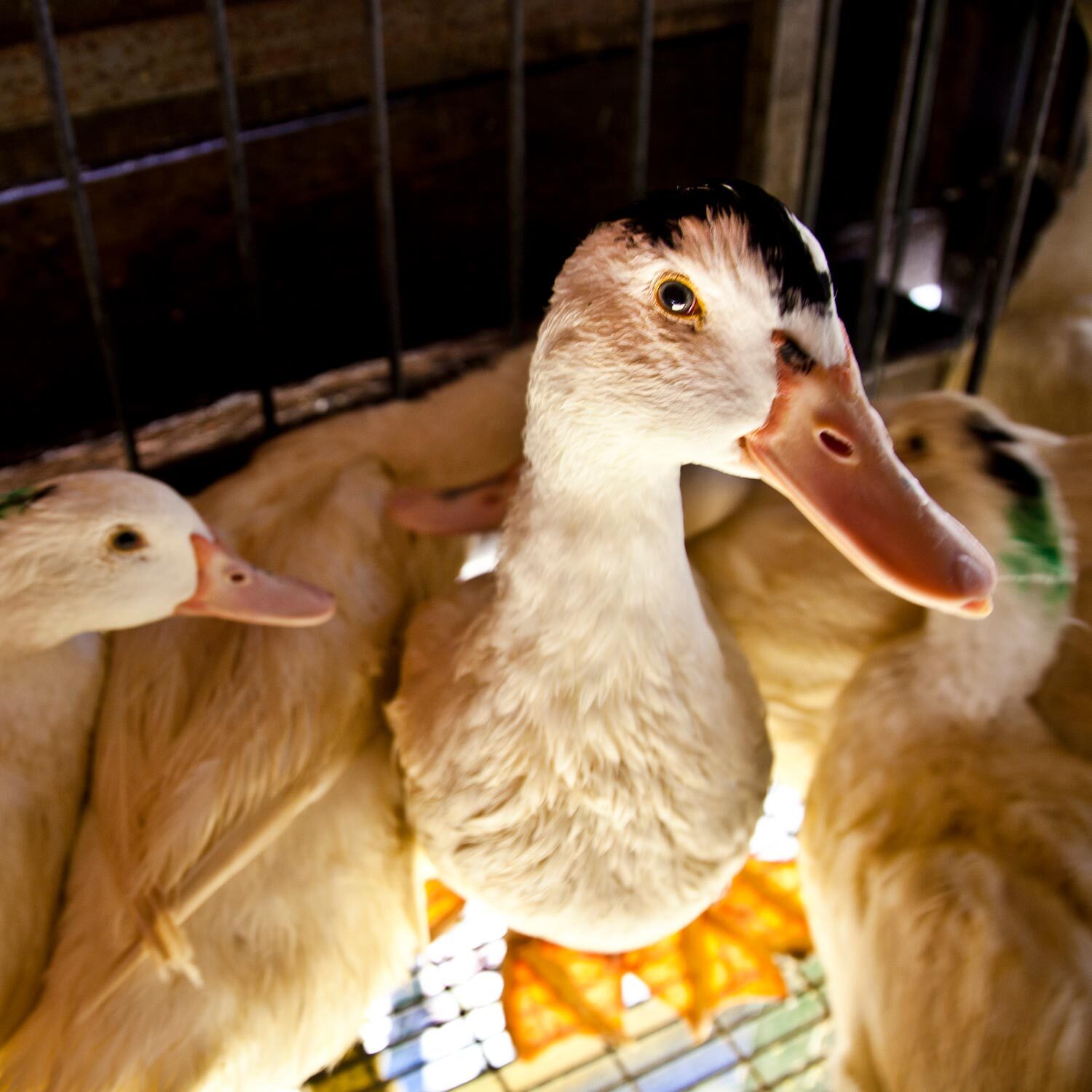 patos en una granja de producción de foie gras