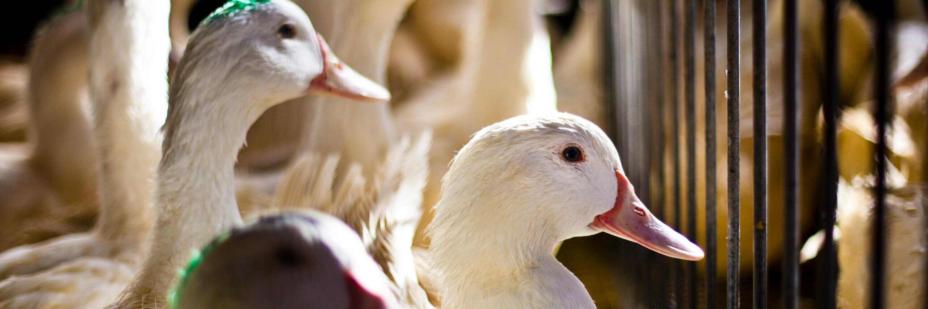 Patos en una granja de producción de foie gras
