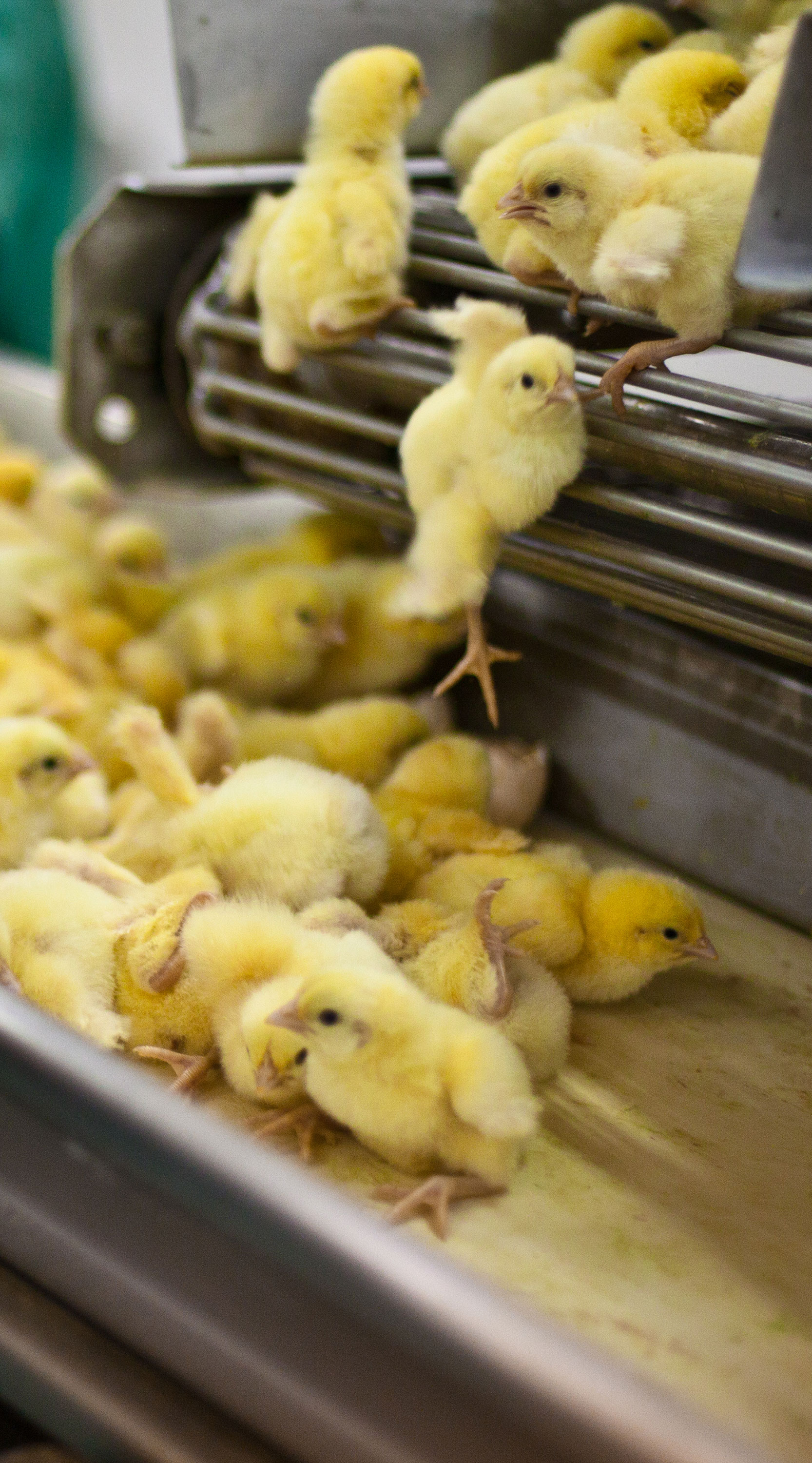 Pollitos recién nacidos en planta incubadora