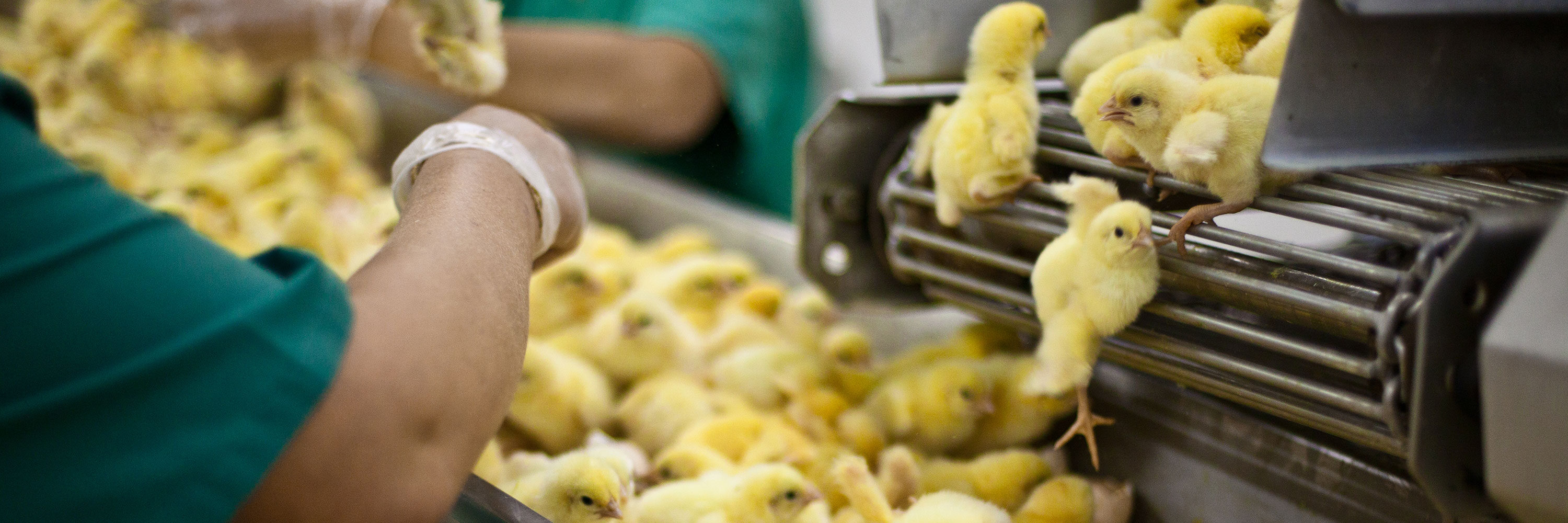 Pollitos recién nacidos en planta incubadora