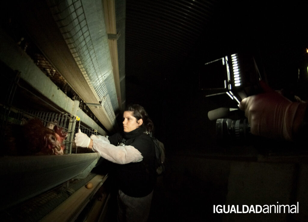 Sharon Nuñez, presidenta y cofundadora de Igualdad Animal realizando una investigación en una granja de gallinas enjauladas.