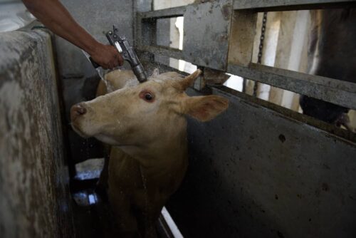 Crueldad en mataderos: ¿Qué está pasando? | Igualdad Animal