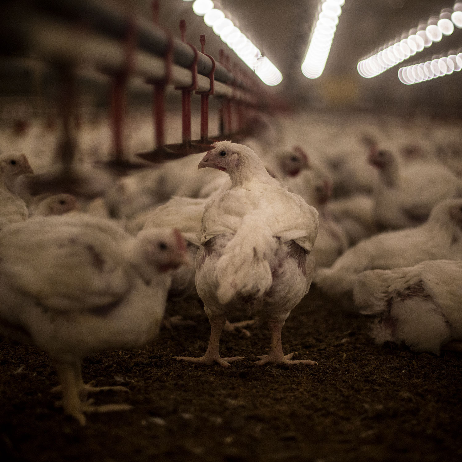 Pollos en granja intensiva