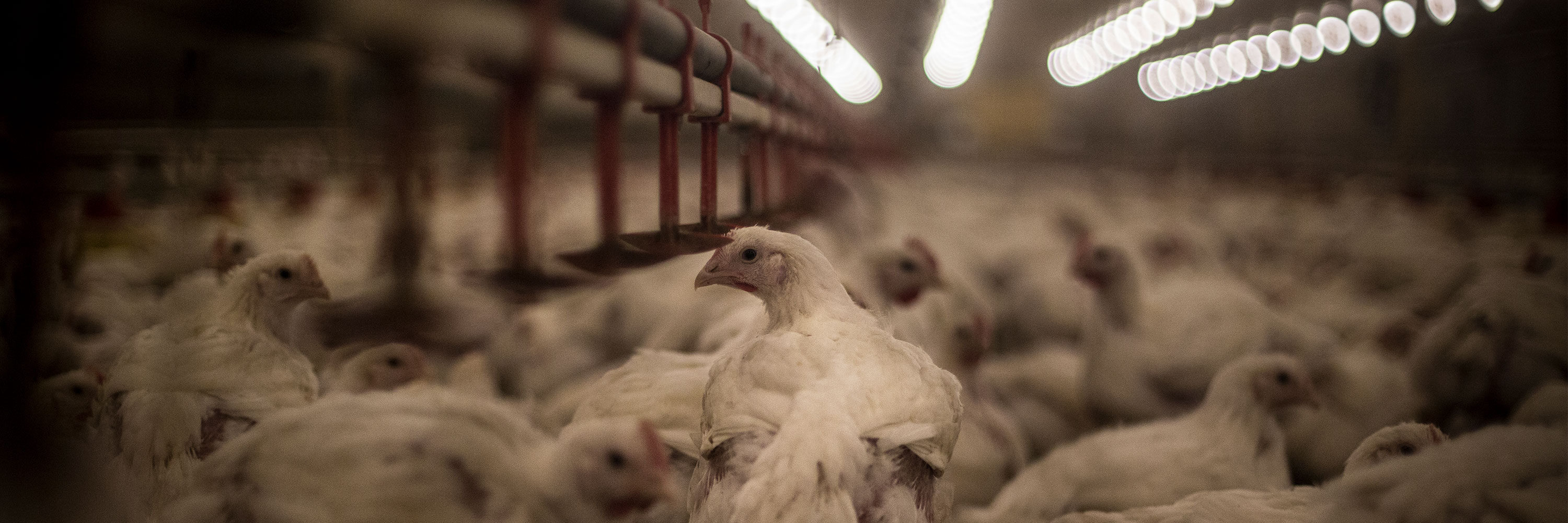 Pollos en granja intensiva