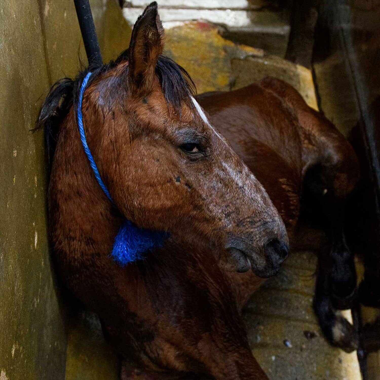 caballo en un matadero