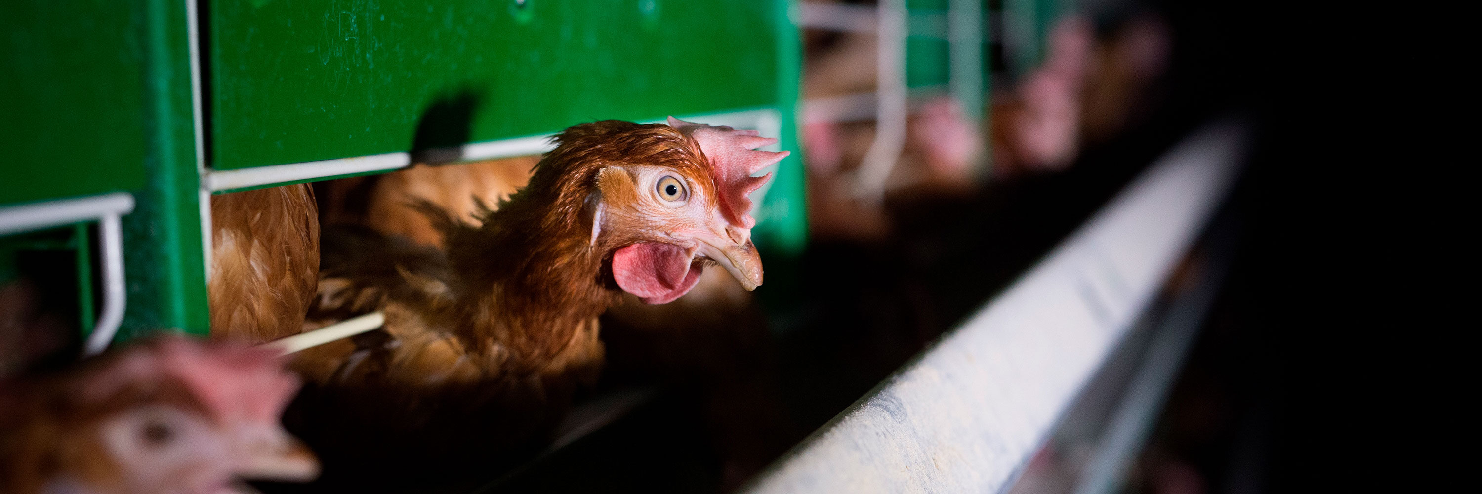 Gallina enjaulada en una granja de producción de huevos en España