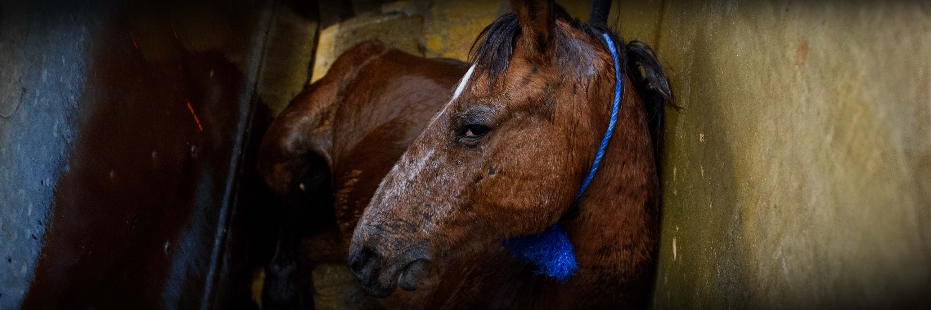 caballo en matadero