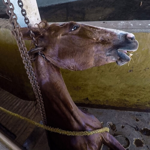 Sacrificio clandestino de caballos para consumo humano en México