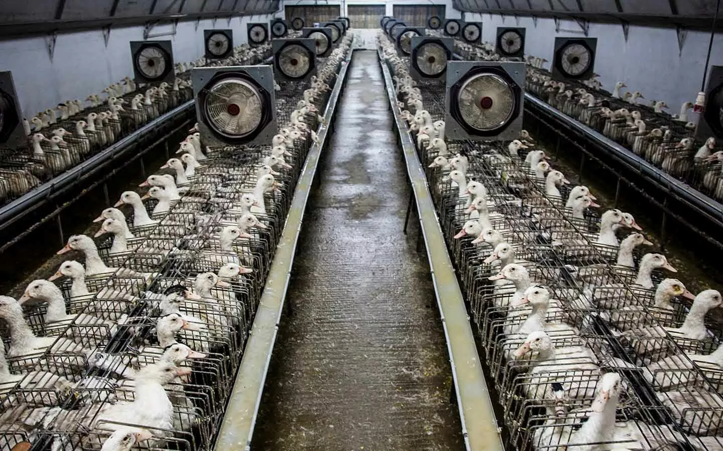 Típica granja de foie gras donde los patos son alimentados a la fuerza durante semanas.