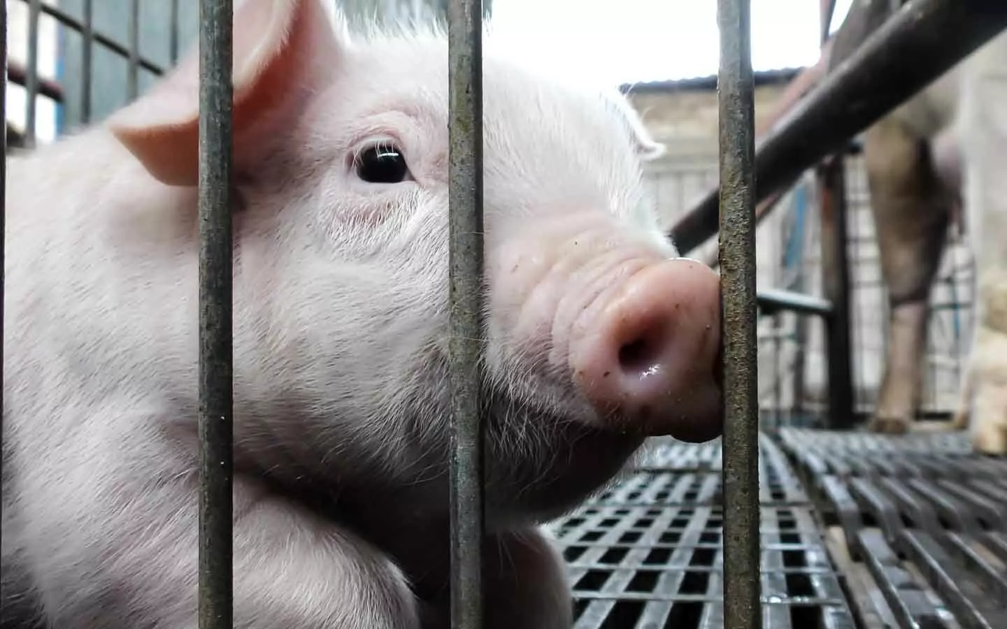 Cerdito en una de las granjas industriales en México donde documentamos las mutilaciones que sufren.