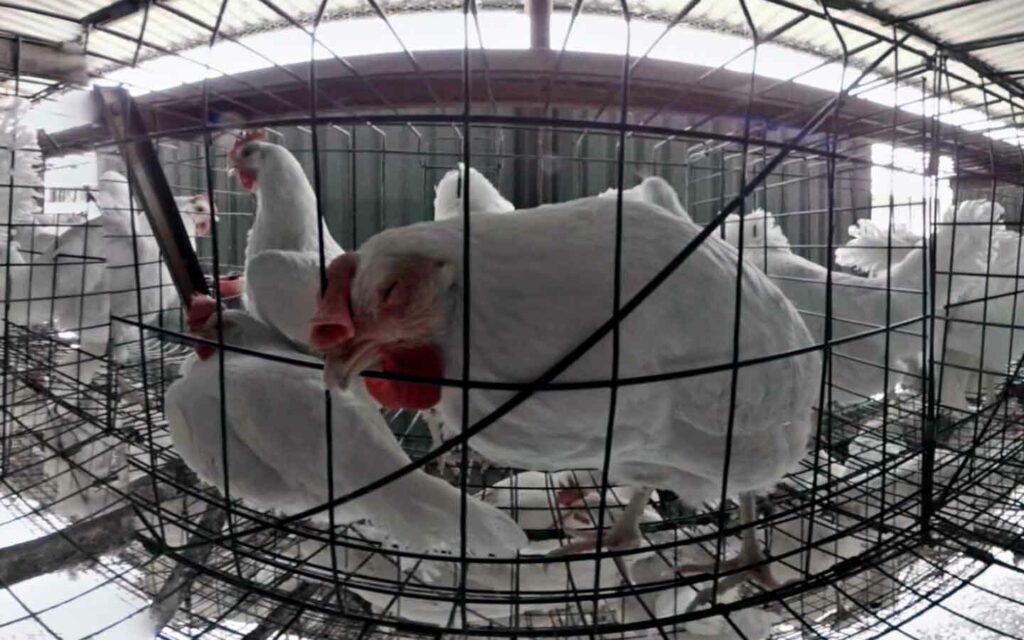 Gallina en jaula em granja productora de huevos en México.