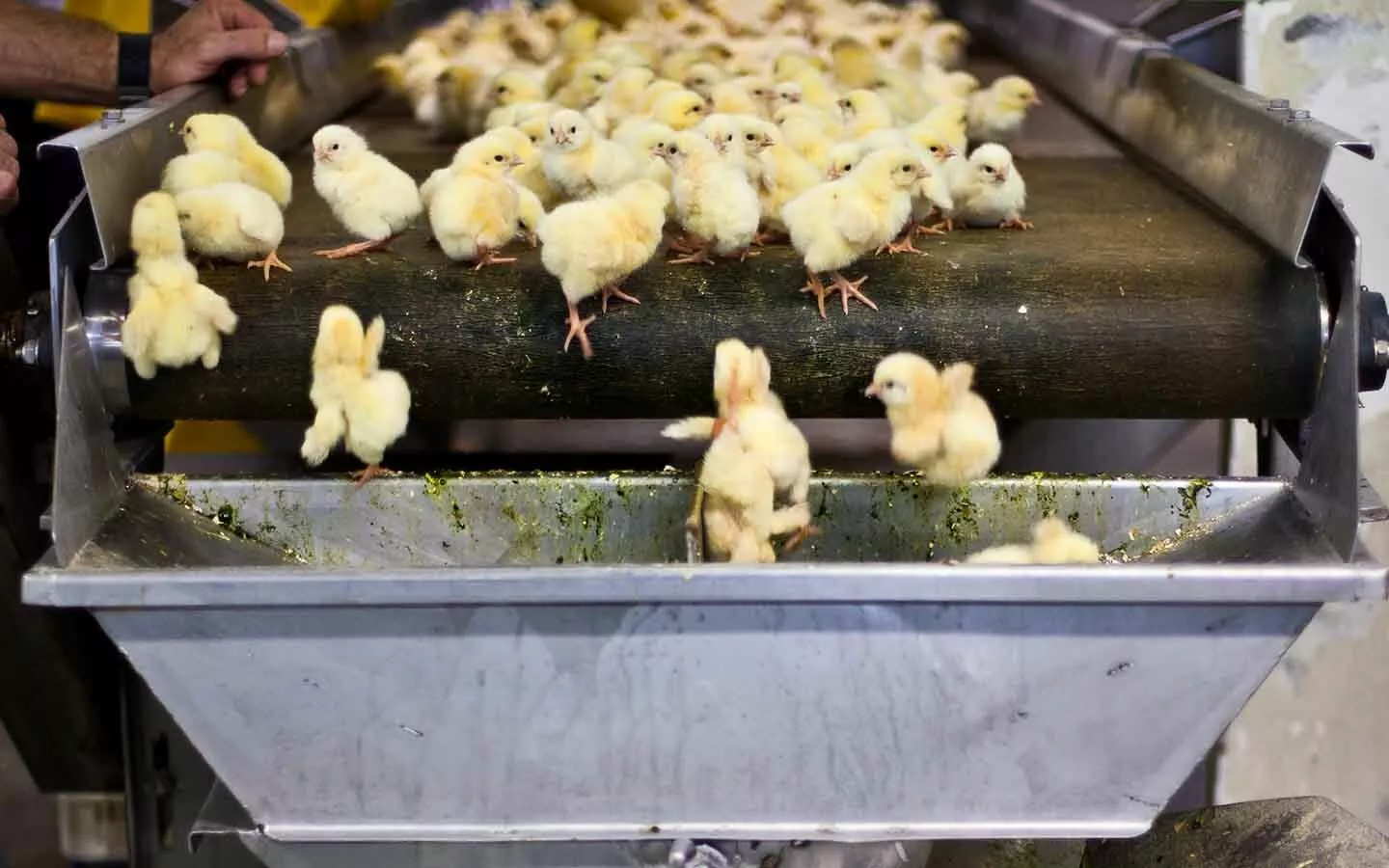 Pollitos en una planta incubadora.