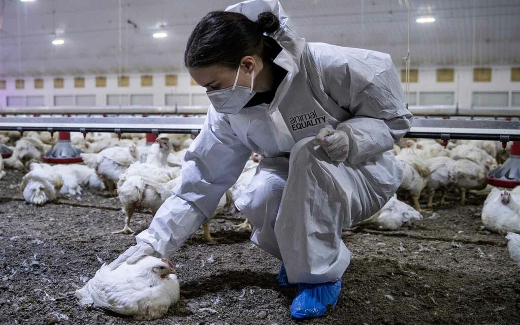 Rooney Mara durante una de nuestras investigaciones en granjas industriales de pollos.