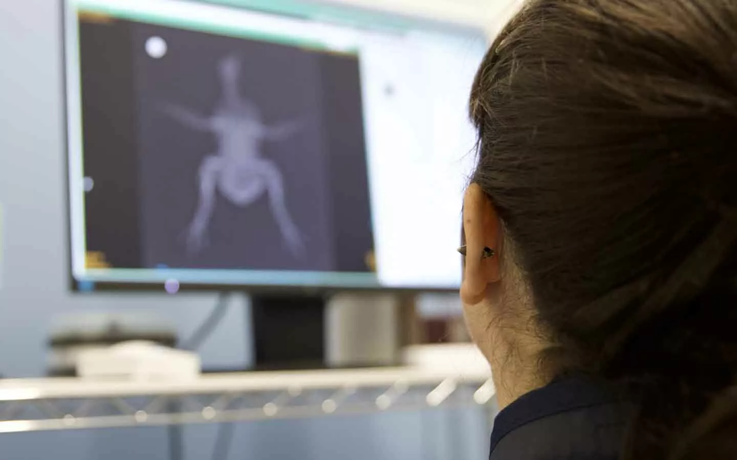 Un veterinario analiza el impacto de la selección genética en la salud de los pollos.