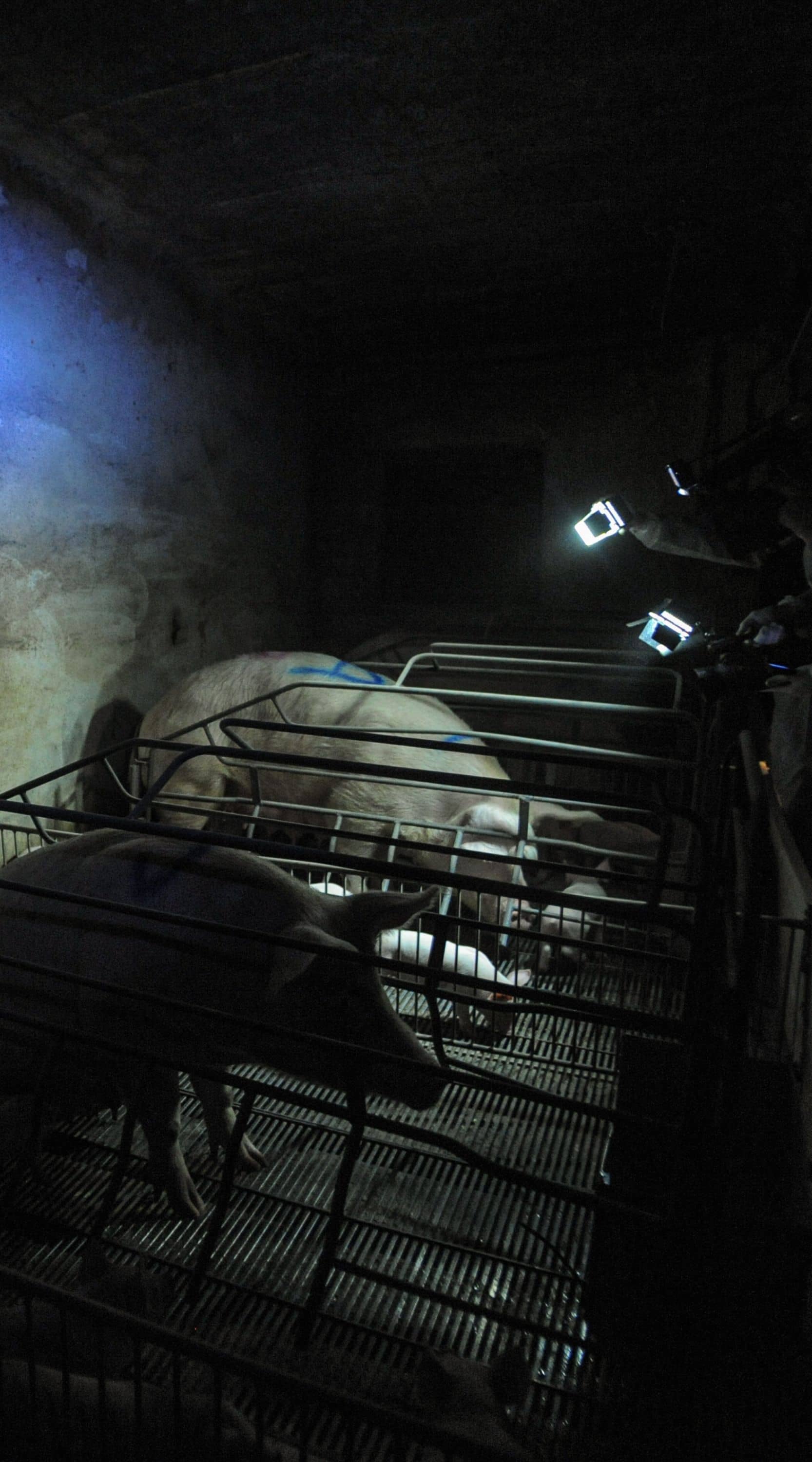 Varios investigadores con cámaras y luces filman a dos cerdas y cerditos que están dentro de sendas jaulas parideras.