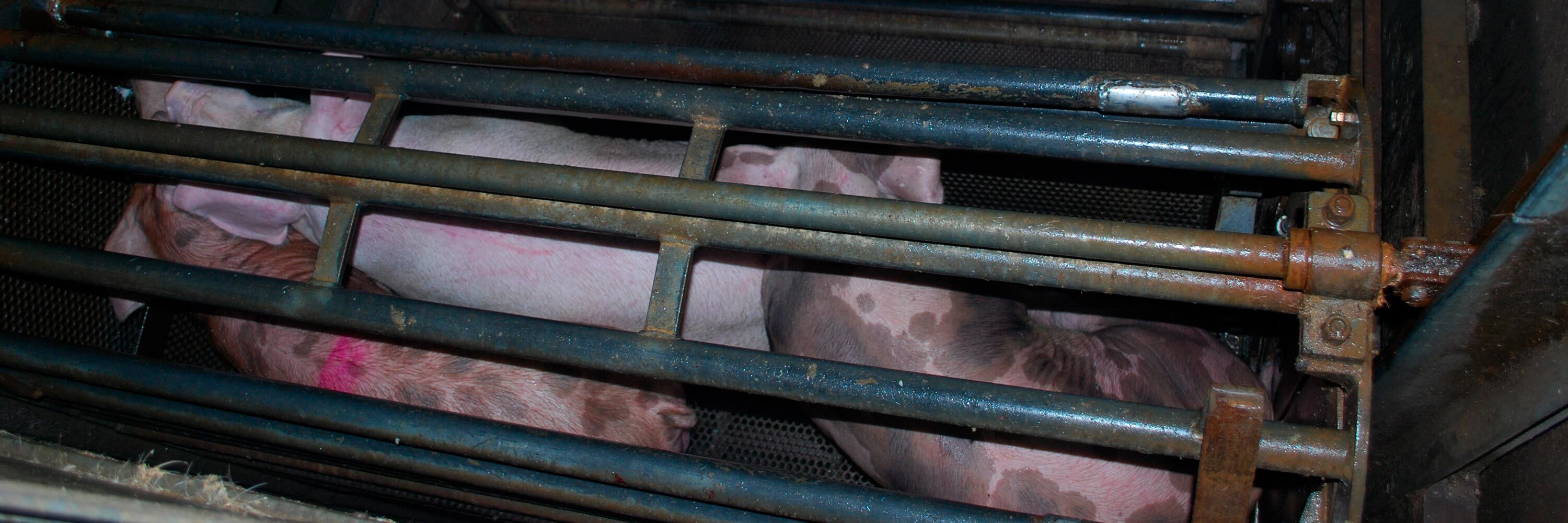 Cerdos dentro de la góndola que les llevará al foso donde serán aturdidos con CO2