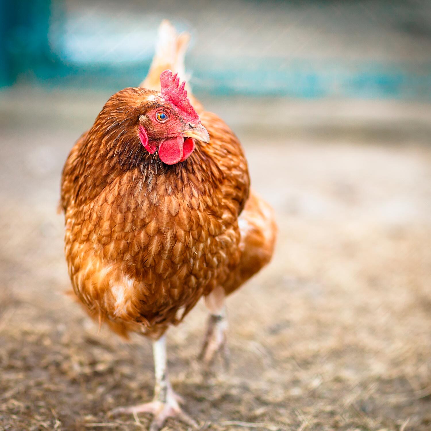 gallina caminando