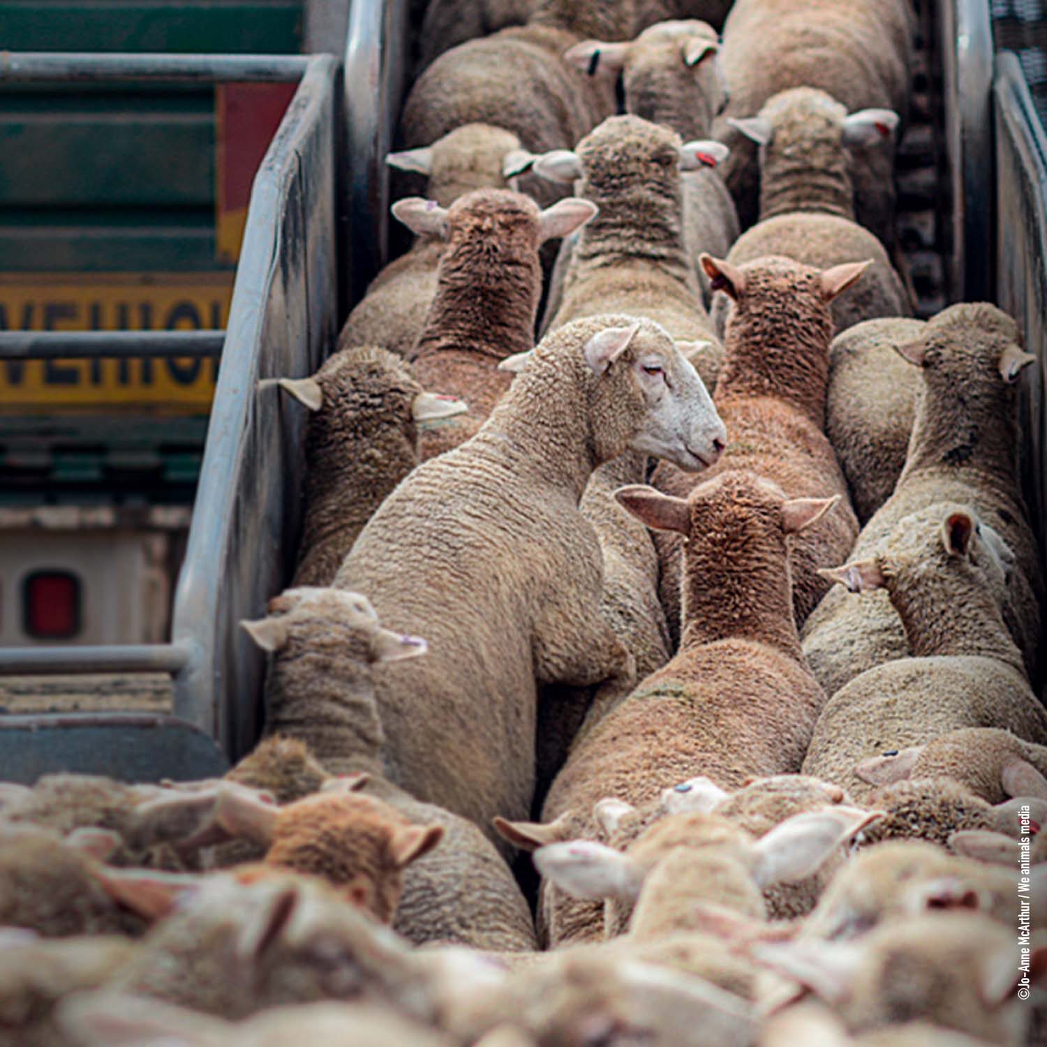 corderos exportados a otros países