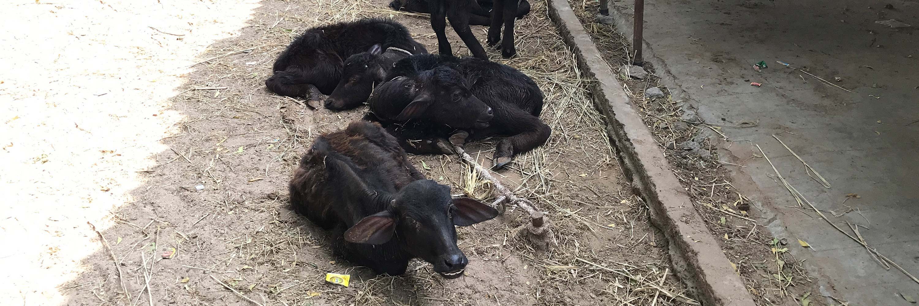 crías búfalos macho en India