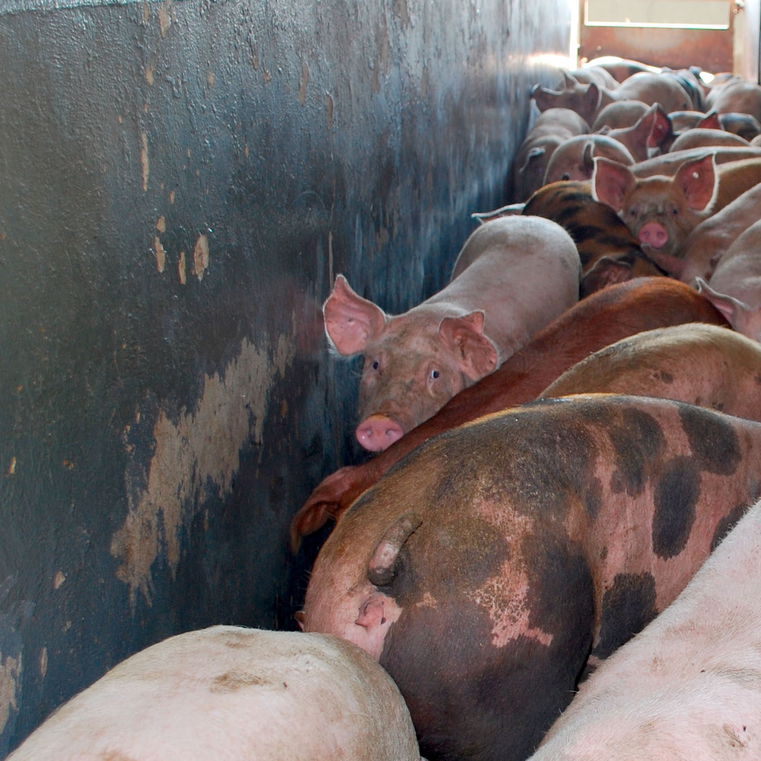 Cerdos en un mataderos en España esperando en un pasillo a ser aturdidos por el método de CO2.