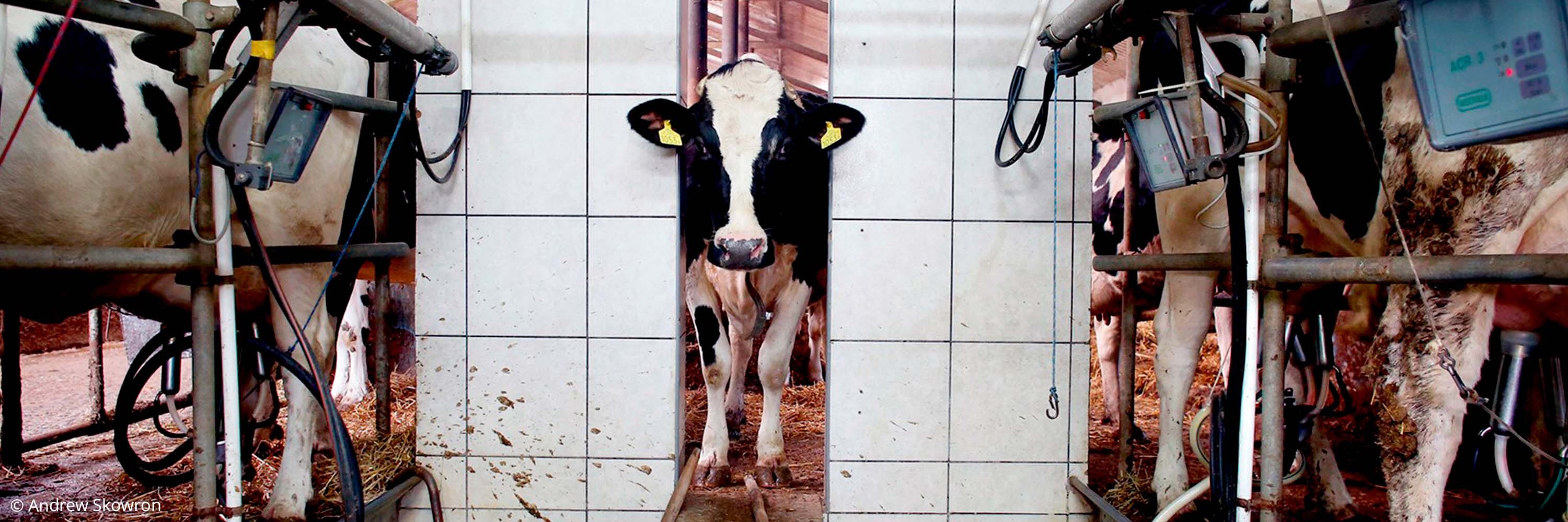 vaca en una granja industrial en la sala de ordeño