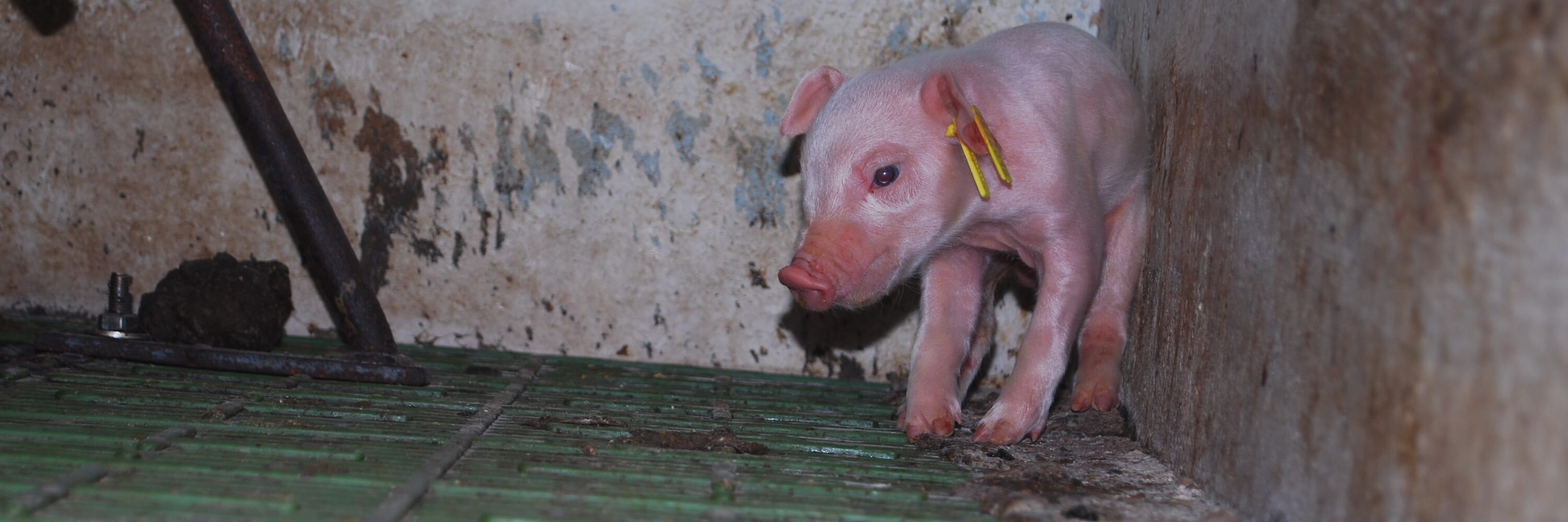 Cerdo en granja industrial