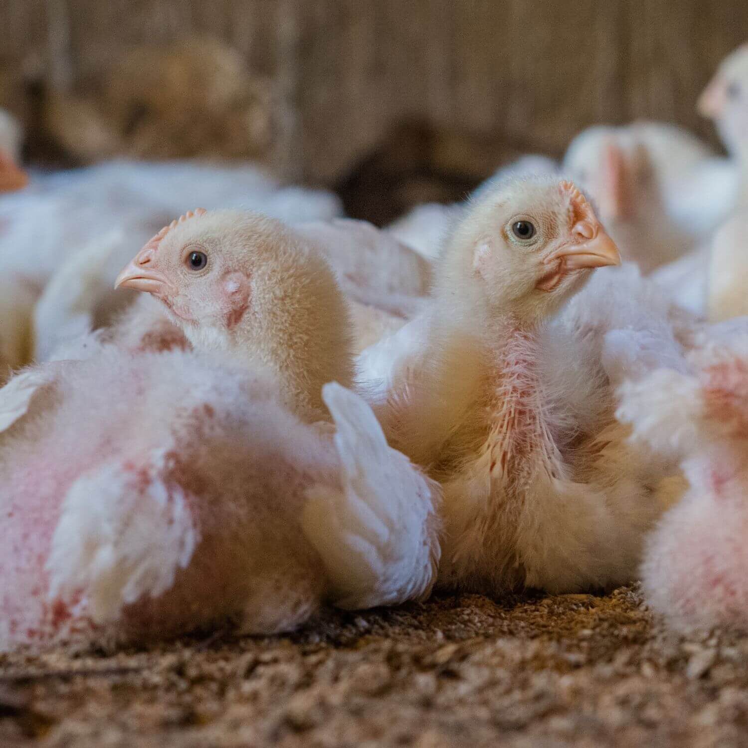Varios pollos en una granja industrial