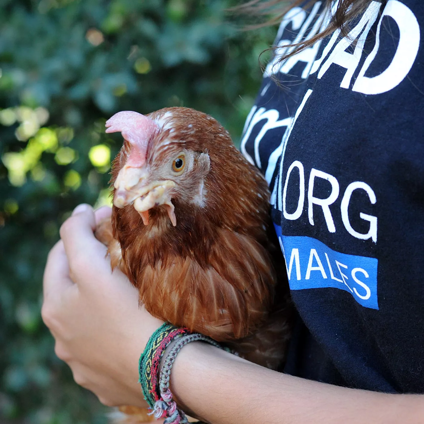 DÍA DE LOS DERECHOS DE LOS ANIMALES 2025 3